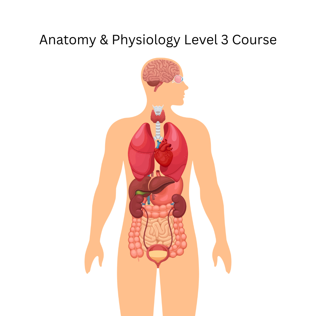 Illustration of a human body with labeled organs on a white background, related to an Anatomy & Physiology Level 3 Course.