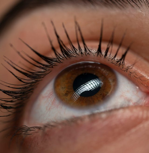 Triple Lash Lift Online Course - ElizabethSands Beauty School